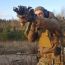 Жилет Sturmer Operator Plate Carrier, Ranger Green, SG-931.3